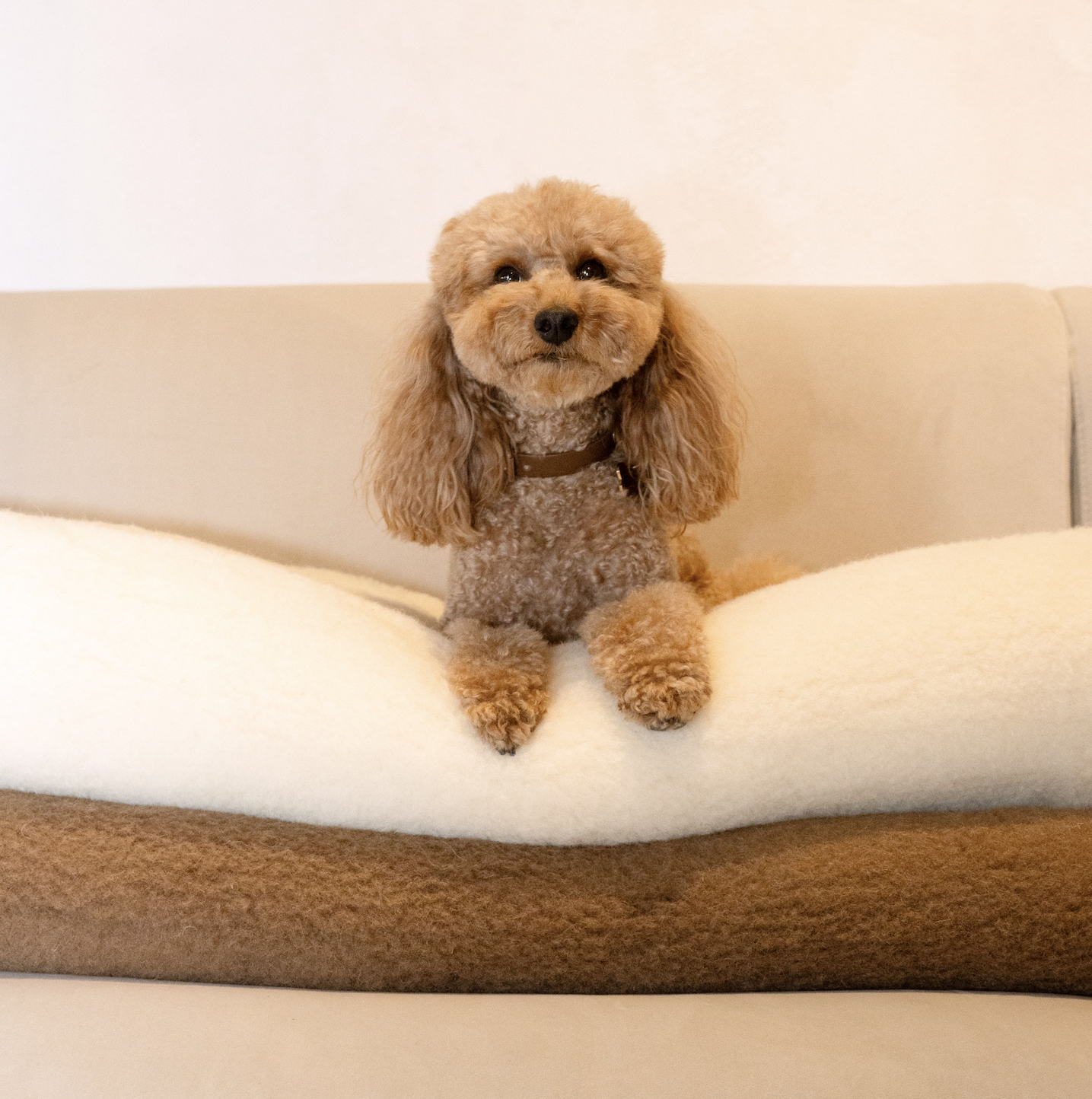 Comparing Different Types of Wool: Which One Is Right for You?